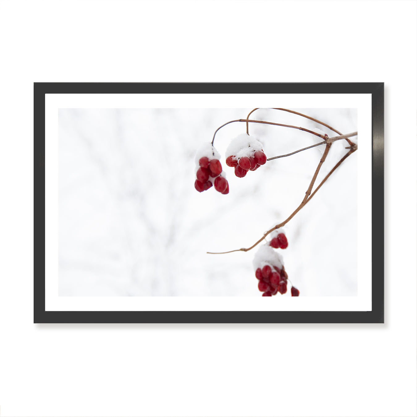 fine art print of red winter berries hanging in the snow.